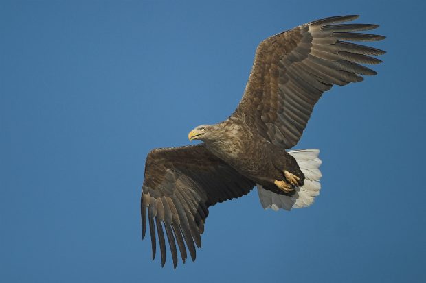 An image of a white-tailed eagle in the sky.