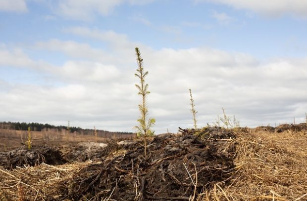 A small tree sapling planted in a large open field with blue sky. 