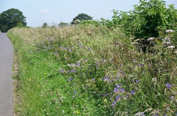 image of grass verge and flowers
