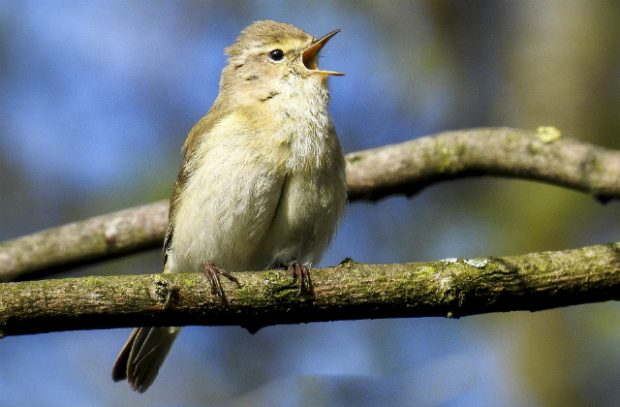 A chiffchaff in a tree 