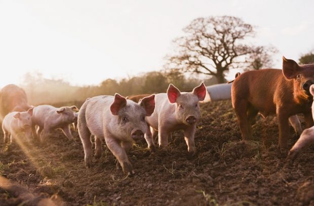 Pigs running about in mud field at dawn