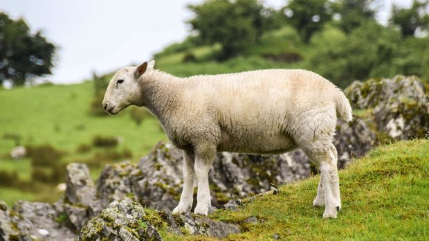 a white sheep in a field