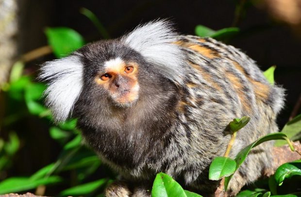 Common marmoset on branch looking into camera lens 