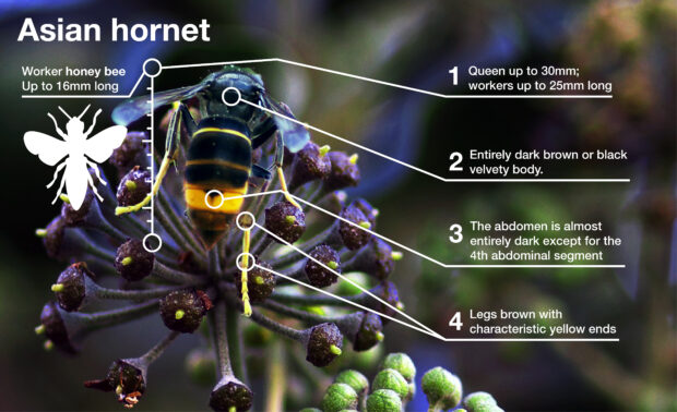 An image of an Asian hornet on an ivy flower