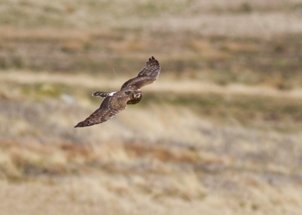 A hen harrier flying with a satellite tracking device attached