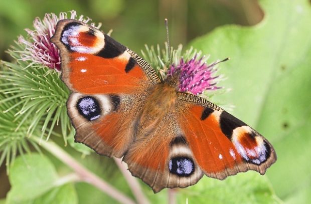 Orange peacock butterfly