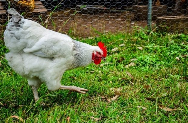 White chicken in a field