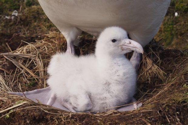 Tristan albatross Diomedea dabbenena, young chick in nest, Gough Island World Heritage Site, South Atlantic, March
