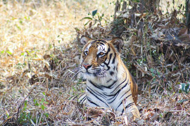 A Bengal tiger sitting in the grass