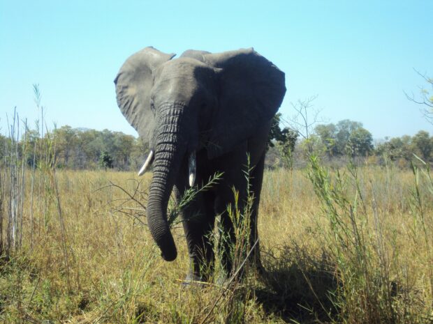 Elephant in Malawi