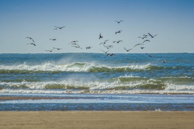 Gulls flying over the sea by the beach