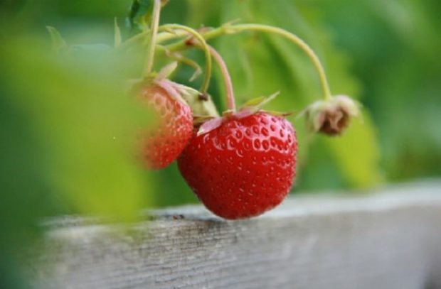 An image of a strawberry plant.