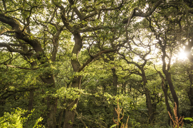 Image of large leafy trees. 