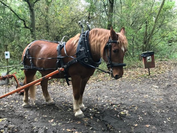 A brown shire horse standing in the woods 