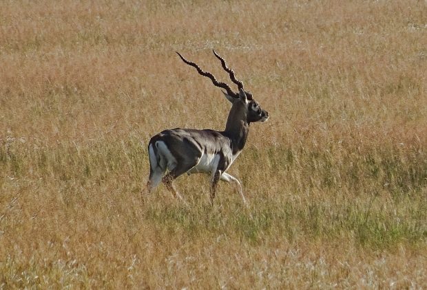 The blackbuck, with its characteristic screw horns on a grassland.
