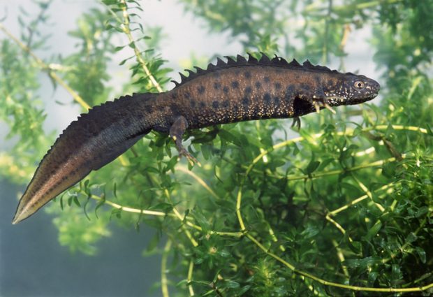 Male of Great Crested Newt (Triturus cristatus). It's skin color and crest is typical for breeding time.