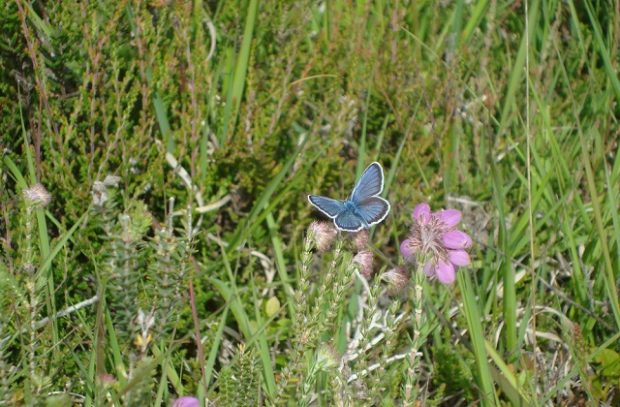 A silver-studded blue butterfly