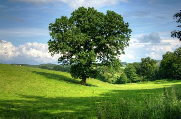 A large tree standing in a wide open green field.