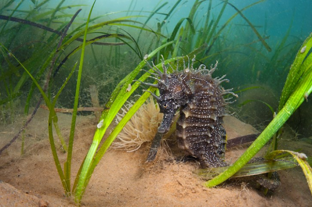 An image of a spiny Seahorse in seagrass