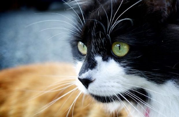 Black and white cat with green eyes.