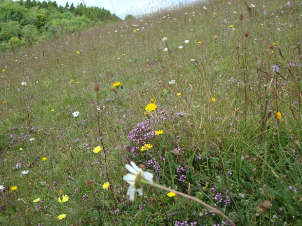 Chalk grassland