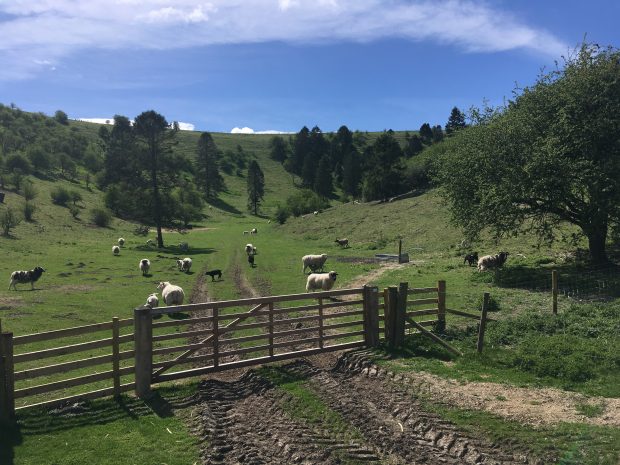 sheep on a farm field with trees in the background 