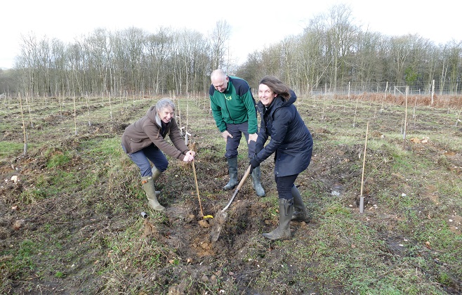 Chief Plant Health Officer plants the first ash dieback resistant tree in the new Ash Archive