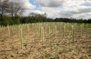 Tree-guards-near-Markington-North-Yorkshire-1-310x203.png