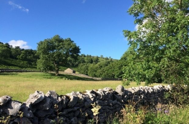 Tree in a field with a wall around it