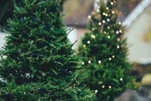 A line of real Christmas fir trees covered in silver Christmas lights