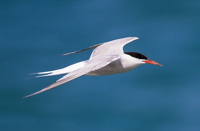 A close-up image of a Common Tern flying over a coastal area. 
