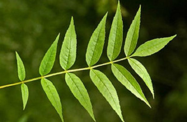 Healthy Ash tree branch