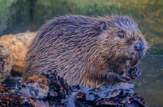 A beaver sits on a pile of wet leaves in a river