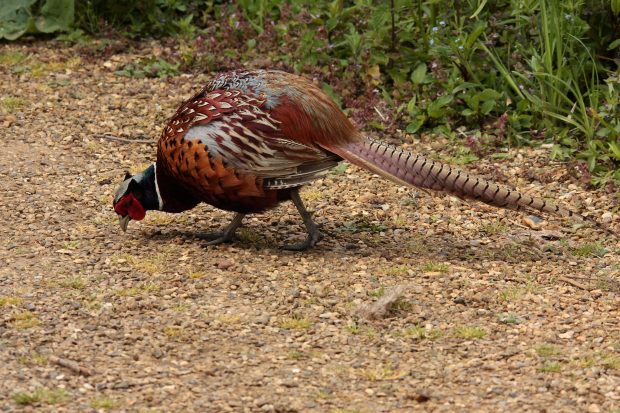 Photo-of-a-pheasant-wandering-in-the-countryside-620x413.jpg