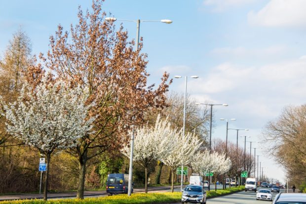 Image of trees planted alongside a road with cars