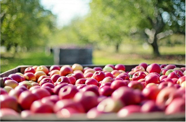 Picked red apples in a crate backing onto an orchard