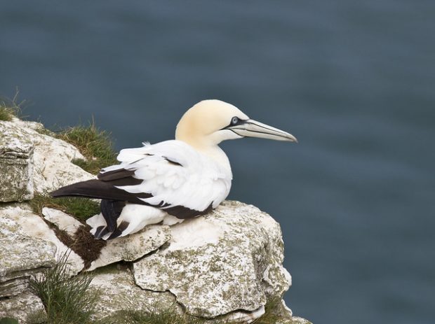 An image of a Northern Gannet sat on a rock