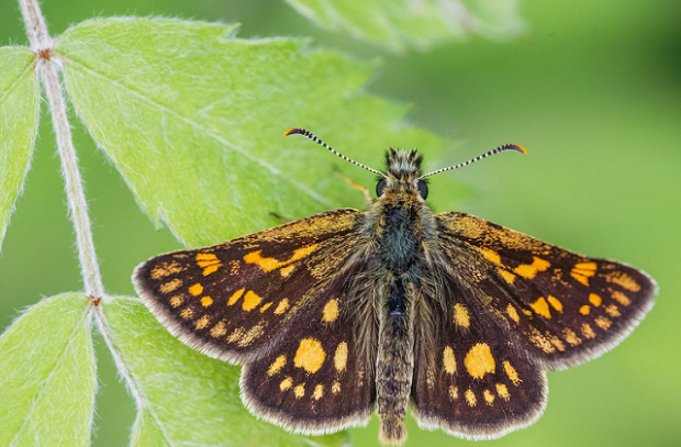 A Chequered Skipper butterfly