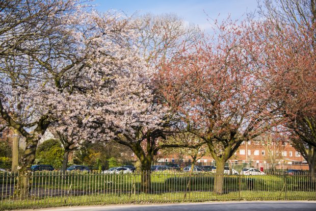 image of blossom trees on roadside behind metal fence