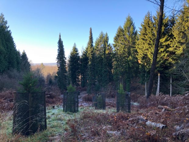 Image of trees with metal tree guards in Alice Holt Forest.