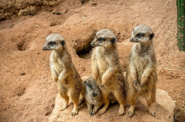 A family of 4 meerkats standing up in a row 