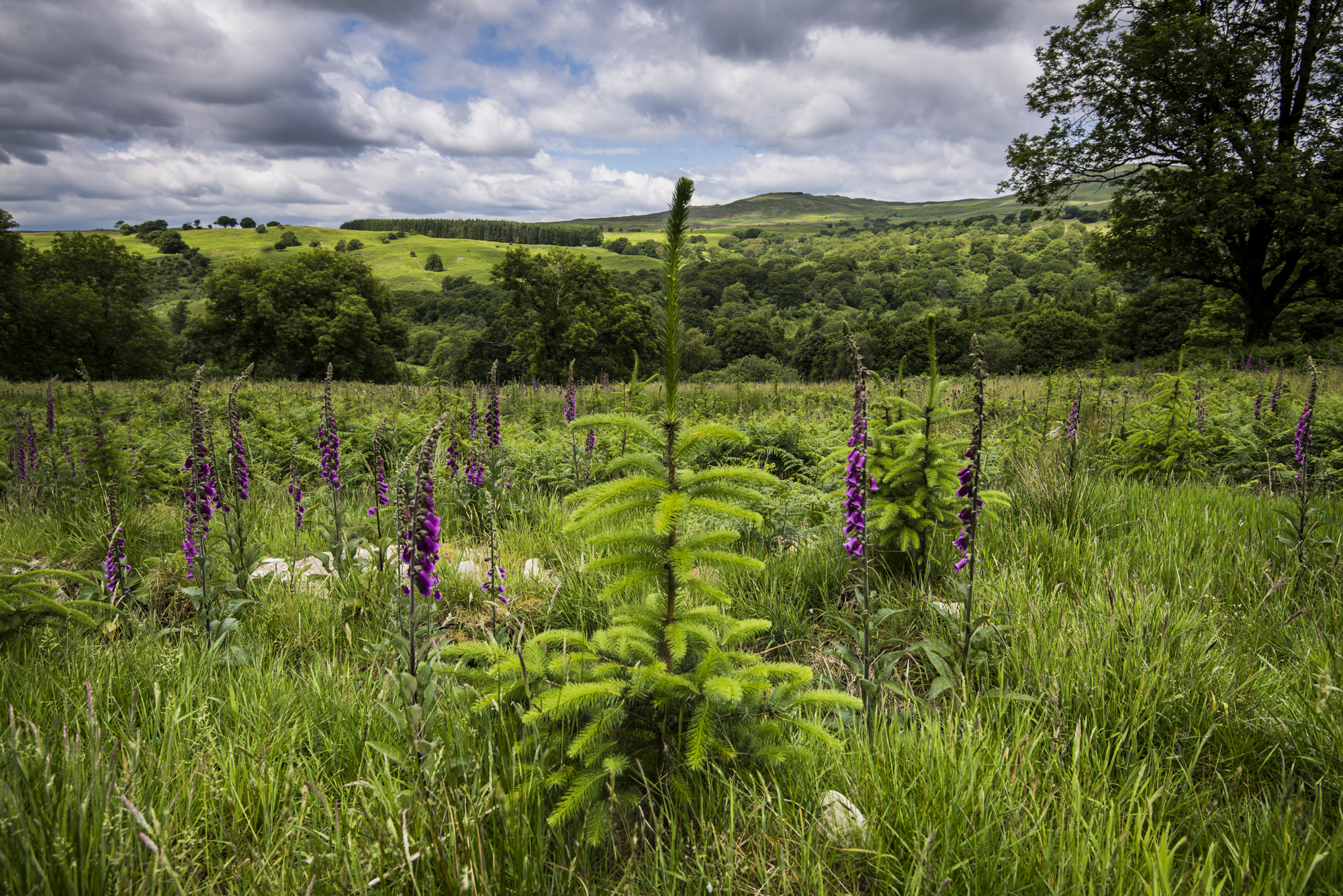 A small coniferous tree is growing in a meadow. There are green hills and trees in the background. 