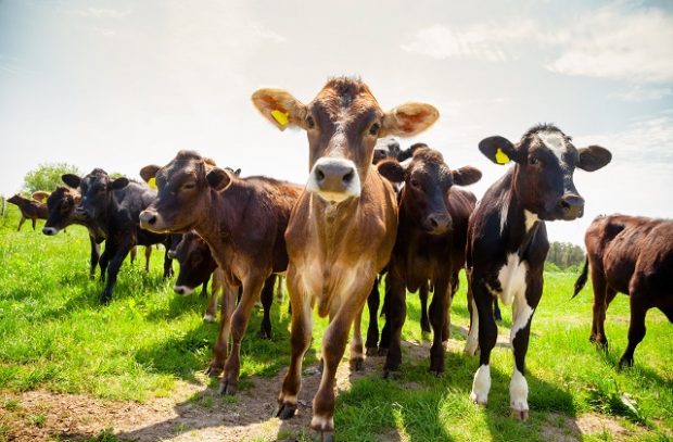 An image of Ayreshire calves at a pasture in rural Sussex, Southern England, UK