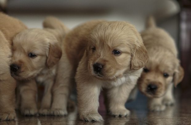 An image of Golden Retriever Puppies