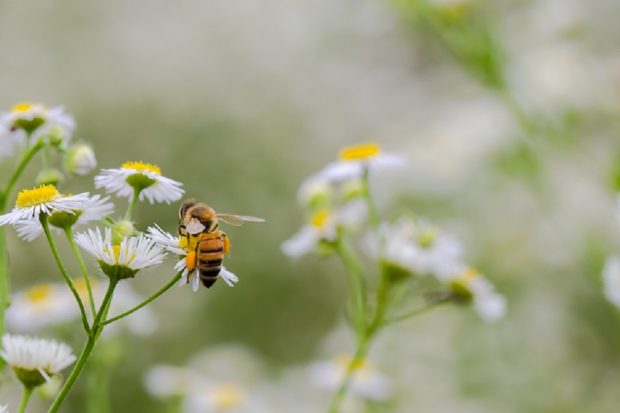 A honeybee pollinates a large daisy in the foreground, with several other large daisies in the background of the image.