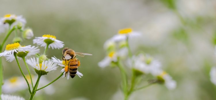 A honeybee pollinates a large daisy in the foreground, with several other large daisies in the background of the image.