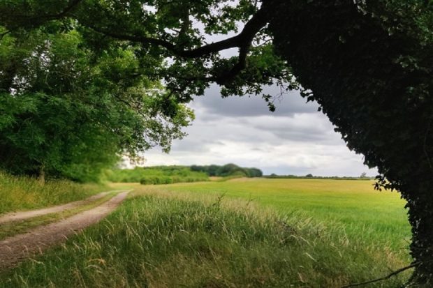 A countryside path lines a field, a large oak tree is in the foreground and there are more trees and forest on the other side of the path