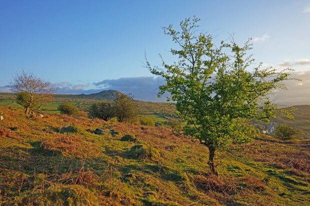 A Hawthorn tree in bud and a spring sunrise over Bodmin Moor looking towards Sharp Tor, Cornwall, England, UK