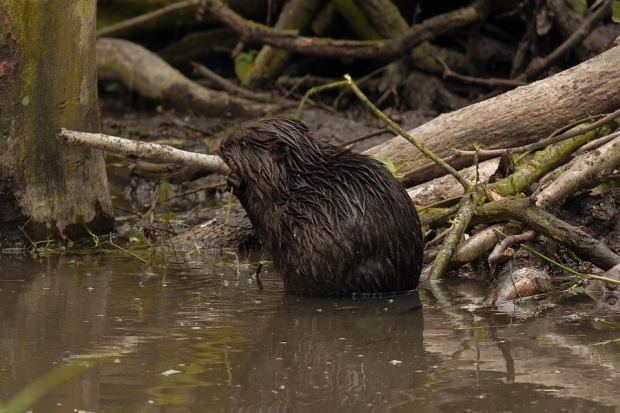 One of the beaver kits on the estate in Essex is pictured, nibbling on a twig sat in a large puddle in a woodland. The beaver is very wet and it appears to be raining.