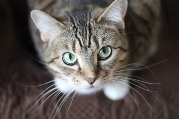 A cat sat on a surface looking directly at the camera